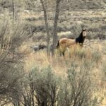 IMG_4786